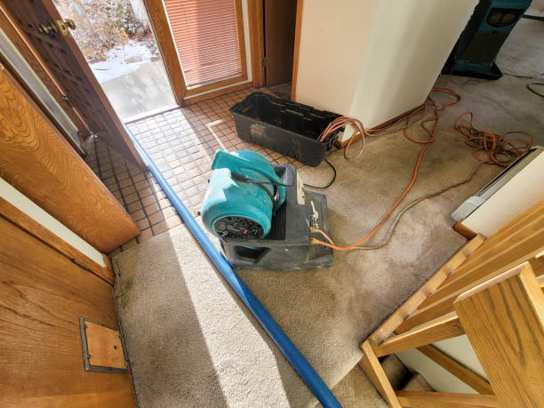 Best Mold removal after water damage  in Oak View, CA