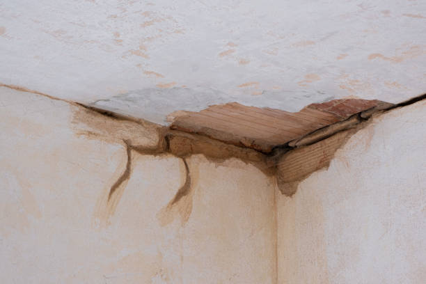 Best Professional water damage repair  in Oak View, CA