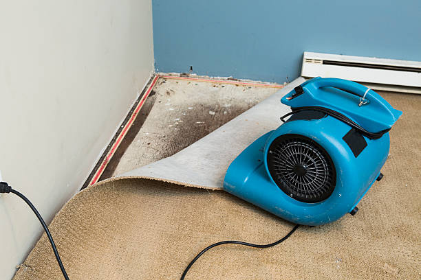 Best Water damage contractors near me  in Oak View, CA